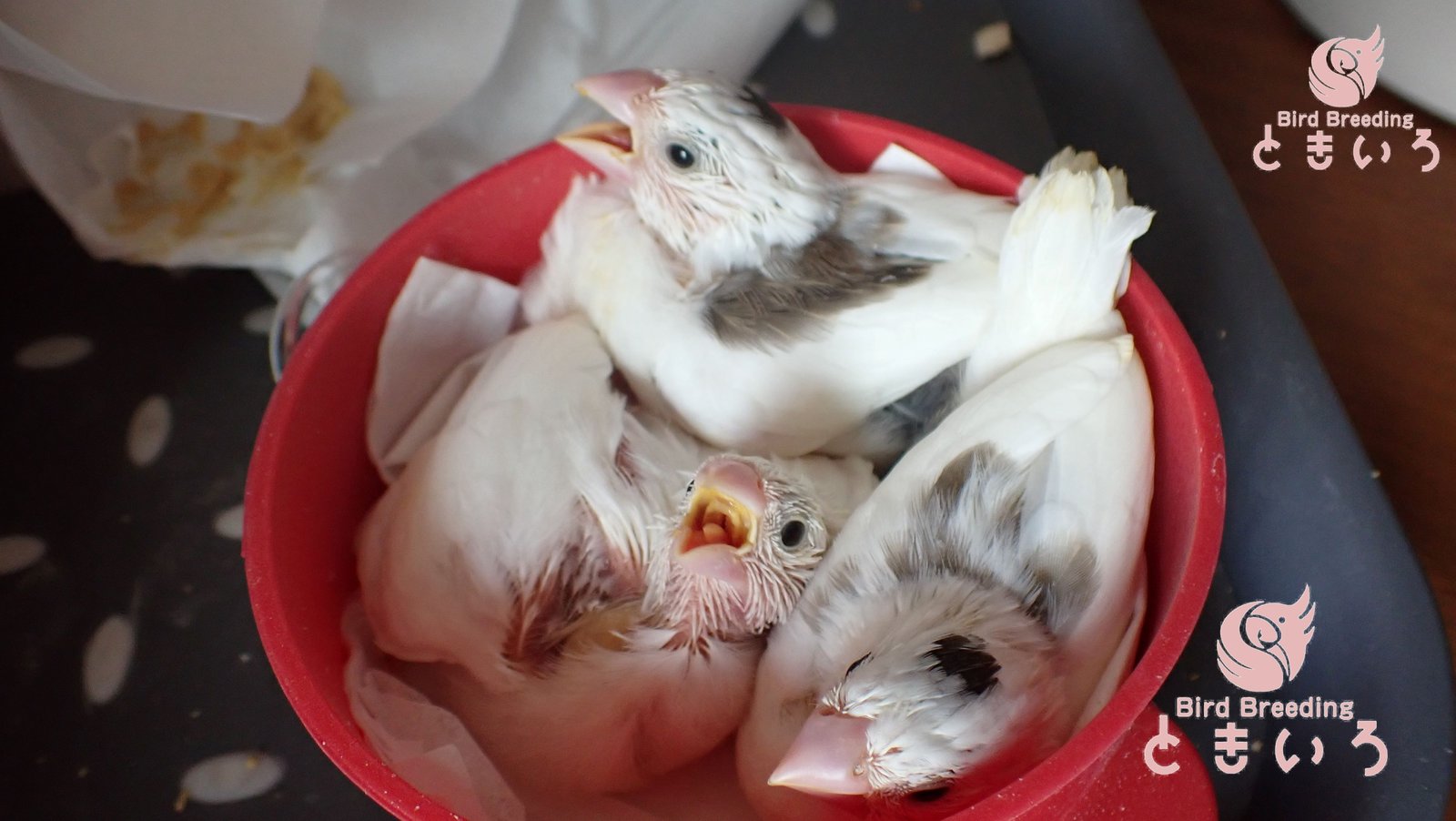 Bird Breeding ときいろで育つジュウシマツの雛