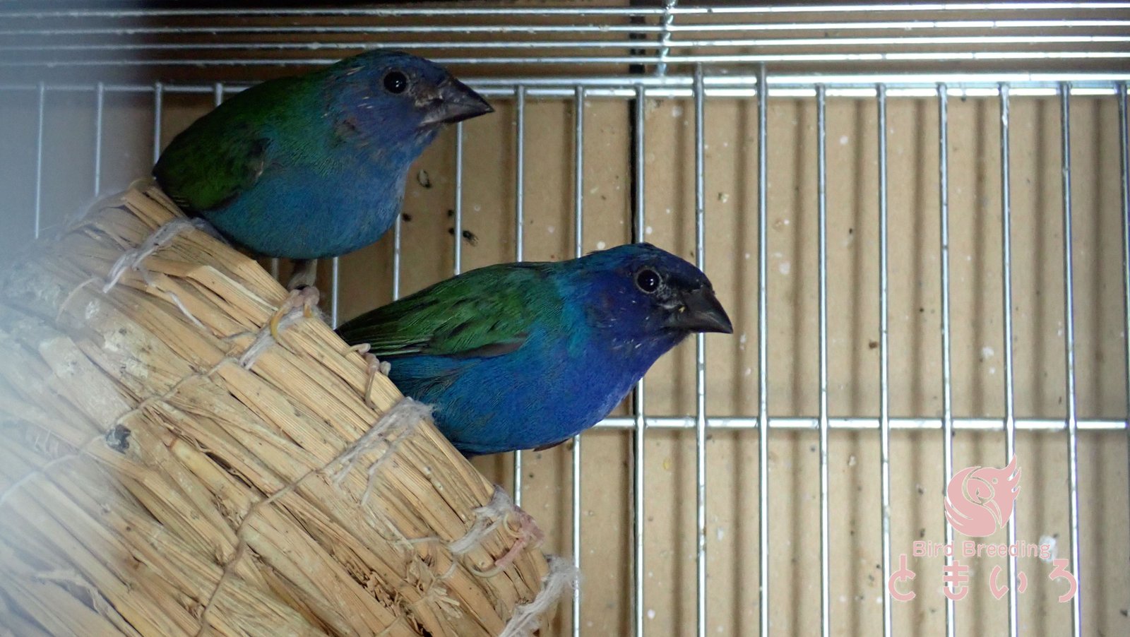Bird Breeding ときいろで飼育しているチモールセイコウチョウ2羽