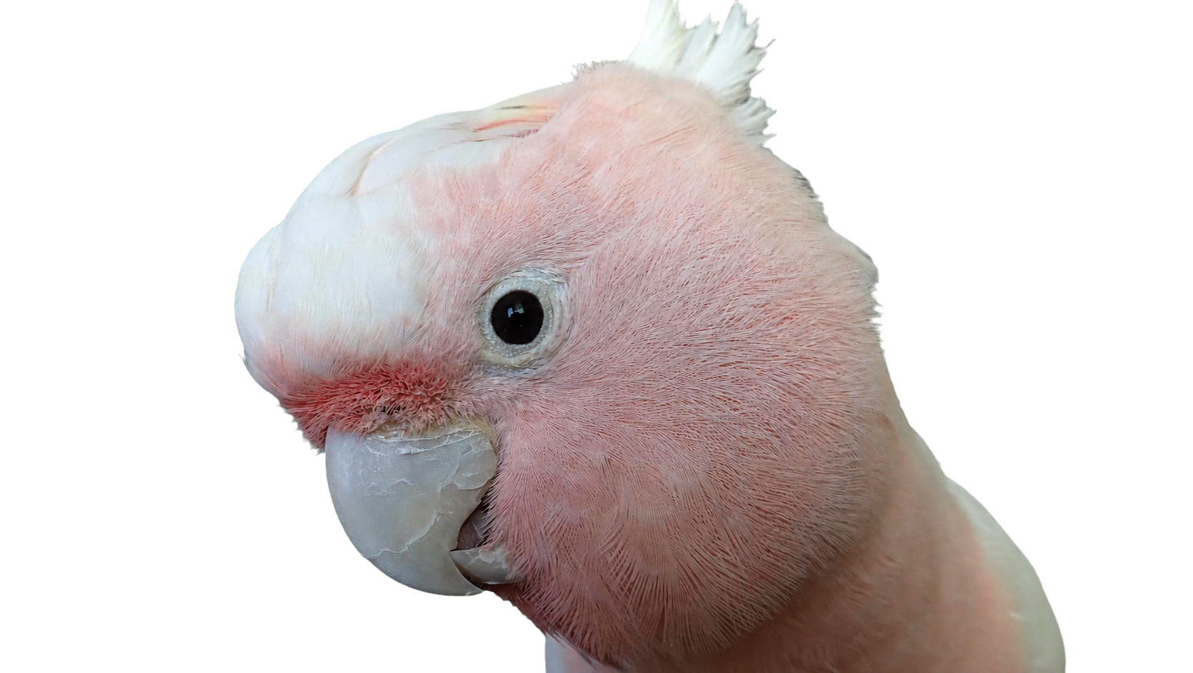 ときいろのマスコット鳥、ときくん