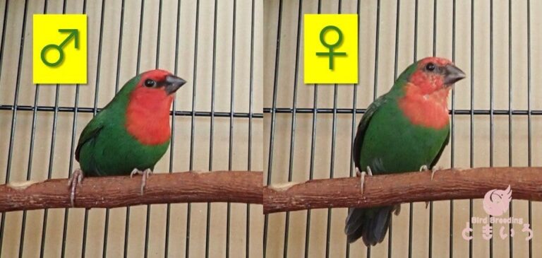 ヒノマルチョウのオスとメスを正面から比較した写真
