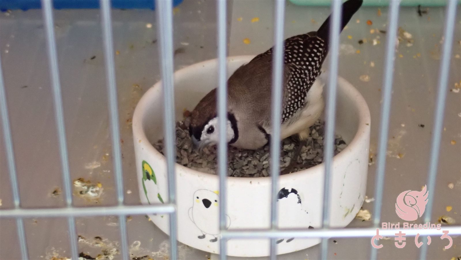 餌入れに入れたプラスリンマルチを食べるカノコスズメ