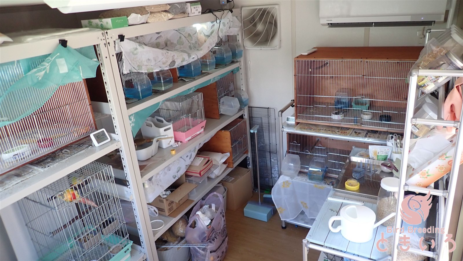 Bird Breeding ときいろの飼育室に並ぶケージと飼育設備