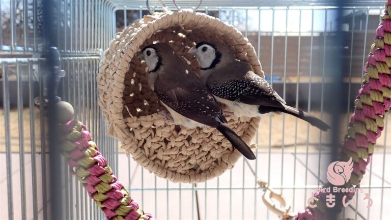 大きな巣の前に並ぶBird Breeding ときいろのカノコスズメ2羽